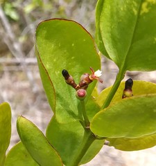 Dendropemon caribaeus