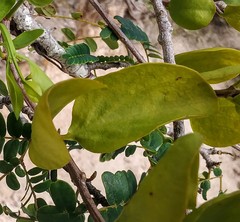 Dendropemon caribaeus