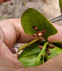 Dendropemon caribaeus