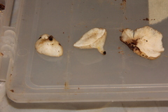 Campanophyllum proboscideum