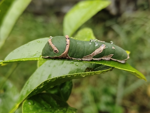 Common Mormon Swallowtail