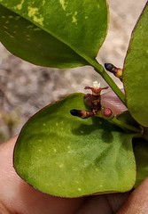 Dendropemon caribaeus