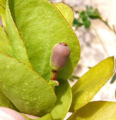 Dendropemon caribaeus