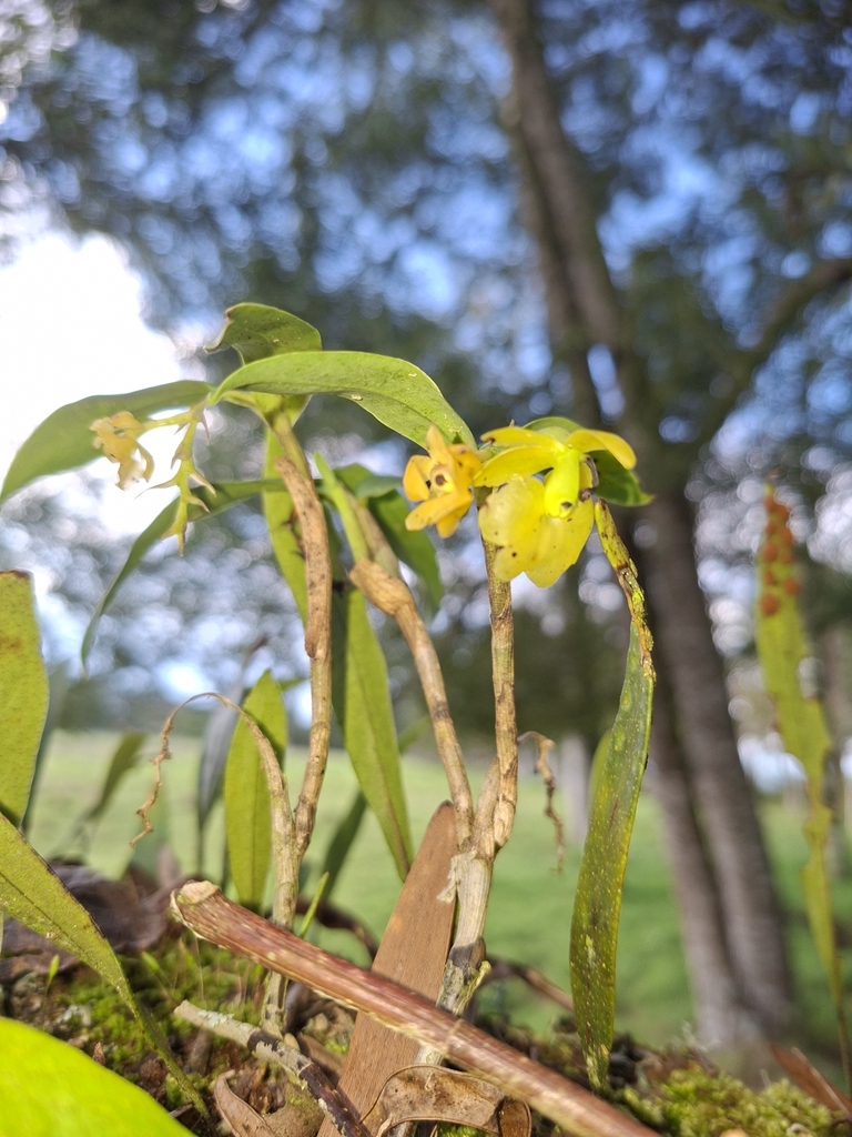 Epidendrum envigadoense