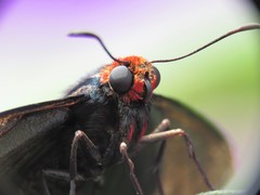 Pyrrhopyge charybdis