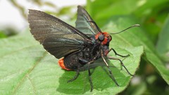 Pyrrhopyge charybdis