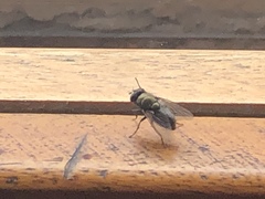 Diptera