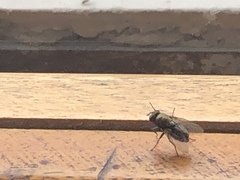 Diptera
