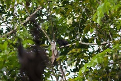Saguinus ursula