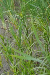 Bolboschoenus laticarpus