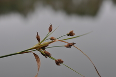 Bolboschoenus laticarpus