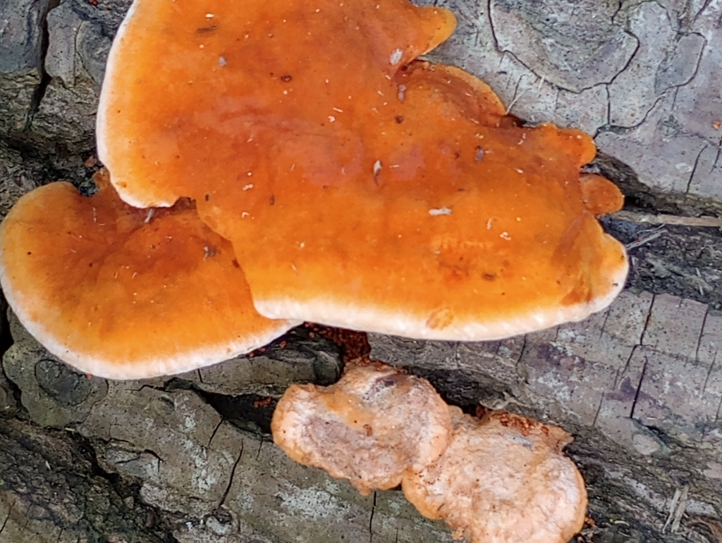 Trametes sanguinea · October 2025 · photo: © lulit (iNaturalist, cc-by)