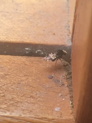 Diptera