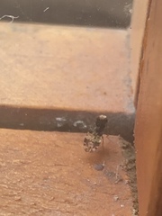 Diptera