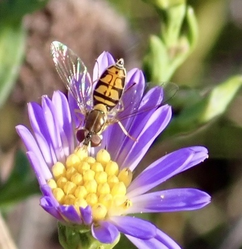 Unknown species found near Westchester, IL, US