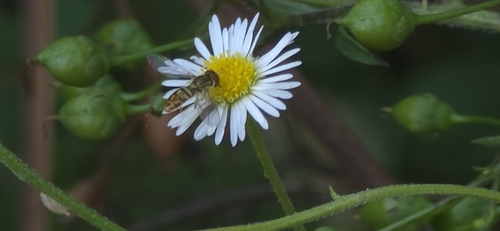 Unknown species found near Mounds View, MN 55112, USA