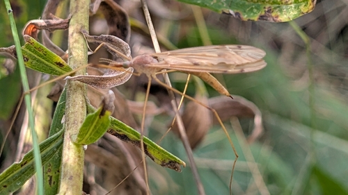 Unknown species found near Bryant Pattengill East, Ann Arbor, MI, USA
