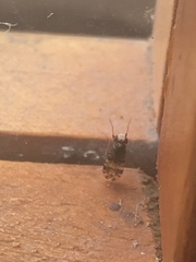Diptera