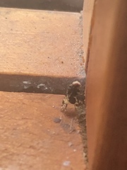 Diptera