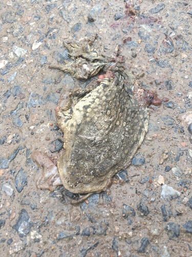 Asiatic Toad