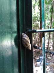 Plectostylus araucanus