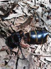 Acanthinodera cumingii