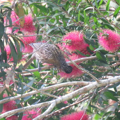 Xanthotis macleayanus