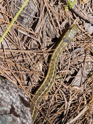 Mexican Wandering Garter Snake