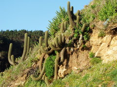 Trichocereus chiloensis litoralis