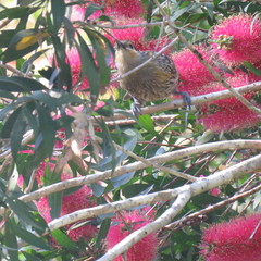 Xanthotis macleayanus