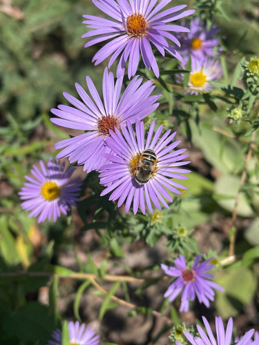 Unknown species found near Taylor Ave W, Saint Paul, MN, US