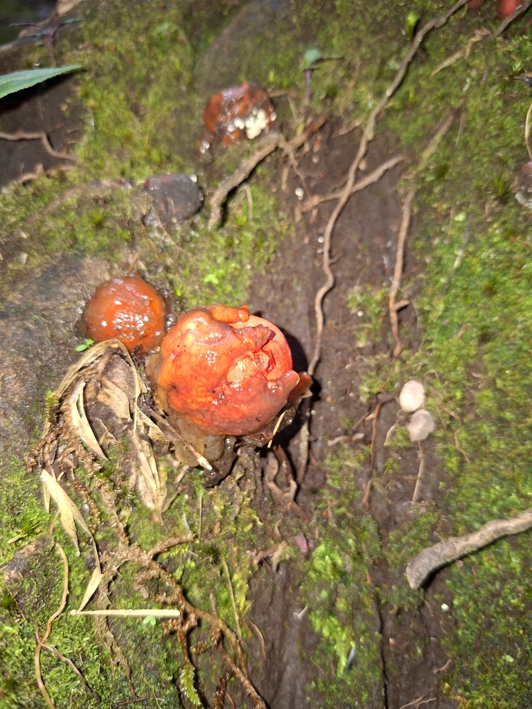 Calostoma cinnabarinum · October 2025 · photo: © danielmesa1 (iNaturalist, cc-by)