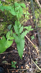 Senecio callosus, photograph (c) Hugo Juárez, some rights reserved (CC BY)
