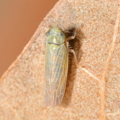 Graminella nigrifrons