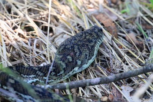 Coastal Carpet Python sighting