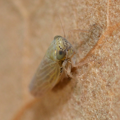 Graminella nigrifrons