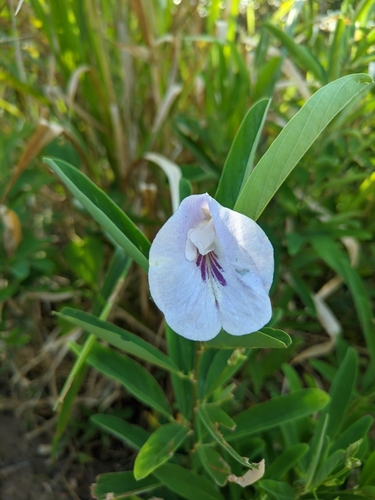 Laurel-Leaf Pigeonwings (Clitoria laurifolia)