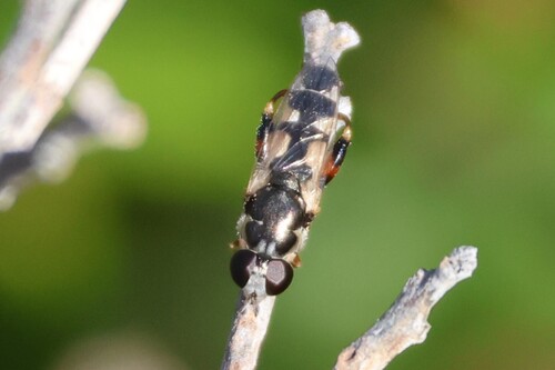 Unknown species found near Biddeford, ME, USA
