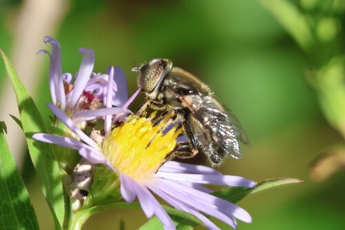 Unknown species found near Biddeford, ME, USA