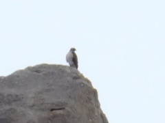 Buteo jamaicensis fuertesi
