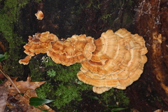 Flabellophora
