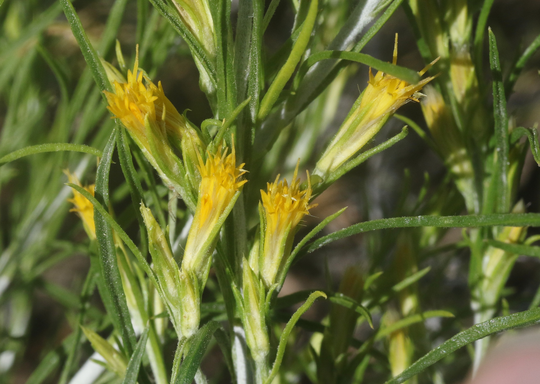 Ericameria parryi