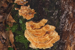 Flabellophora