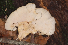 Flabellophora