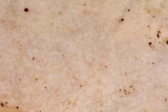 Flabellophora