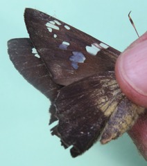 Nascus phocus
