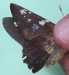 Nascus phocus