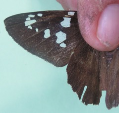 Nascus phocus