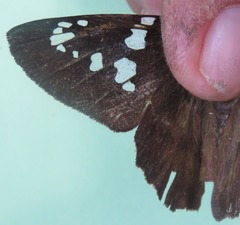 Nascus phocus