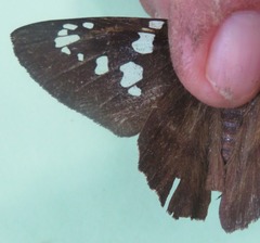 Nascus phocus